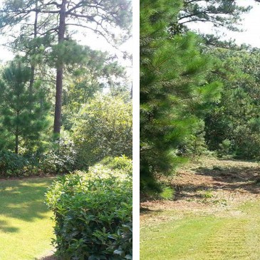 Highland Lakes Clearing for Pool