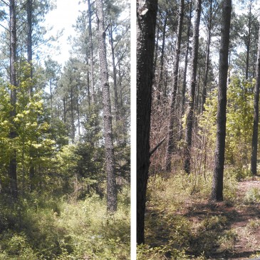 Tree Farm Maintenance